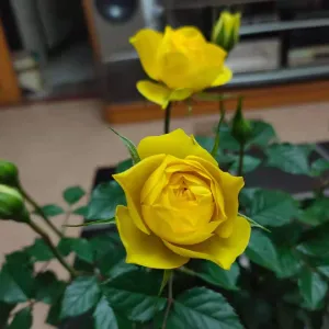 中共四会市委党史研究室（四会市地方志编纂委员会办公室）