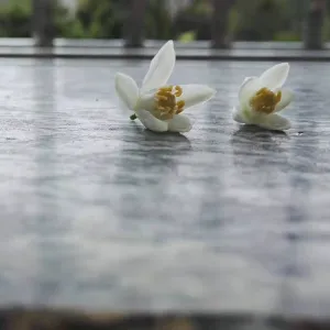 普宁市船埔镇人民政府