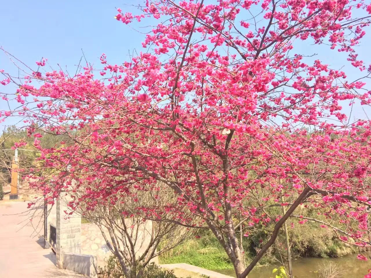 樱花树