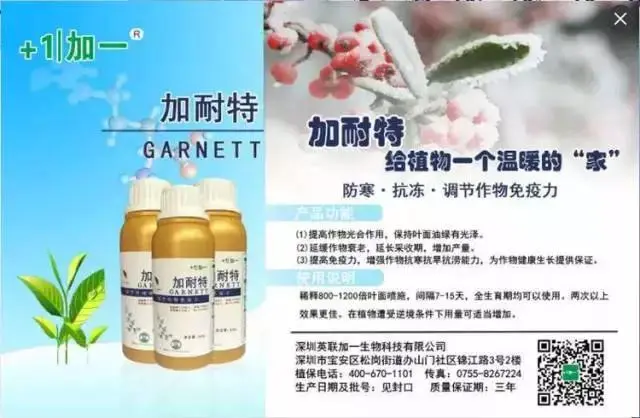 单品销售冠军加耐特
