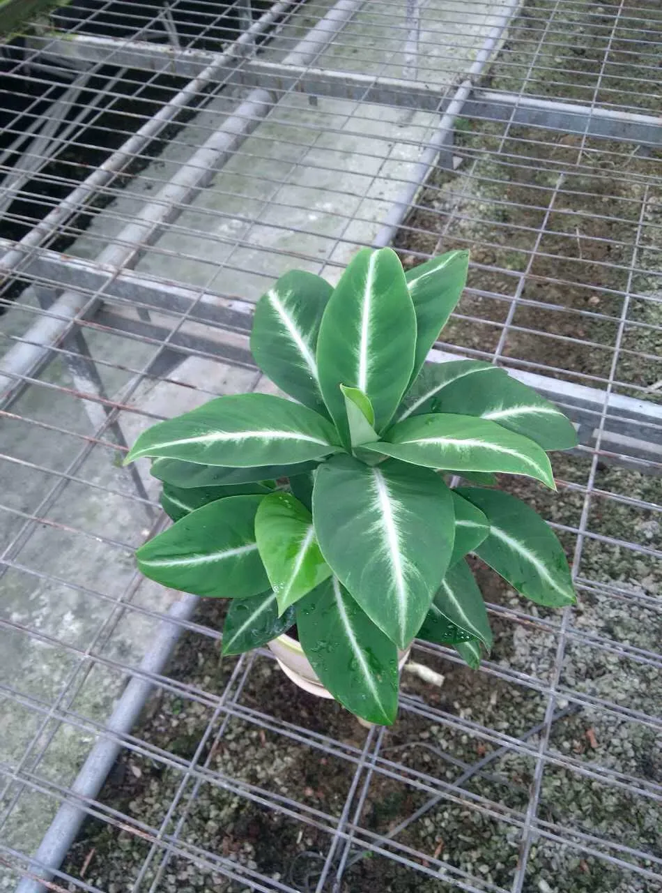 花卉种苗