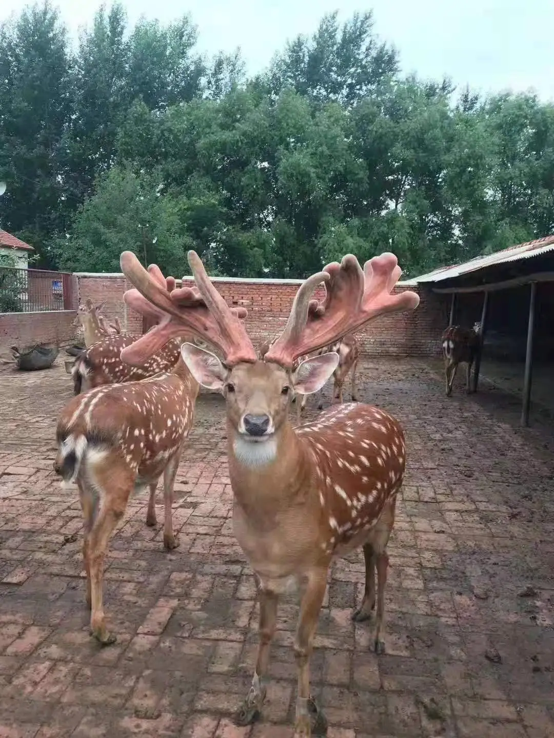 鹿茸