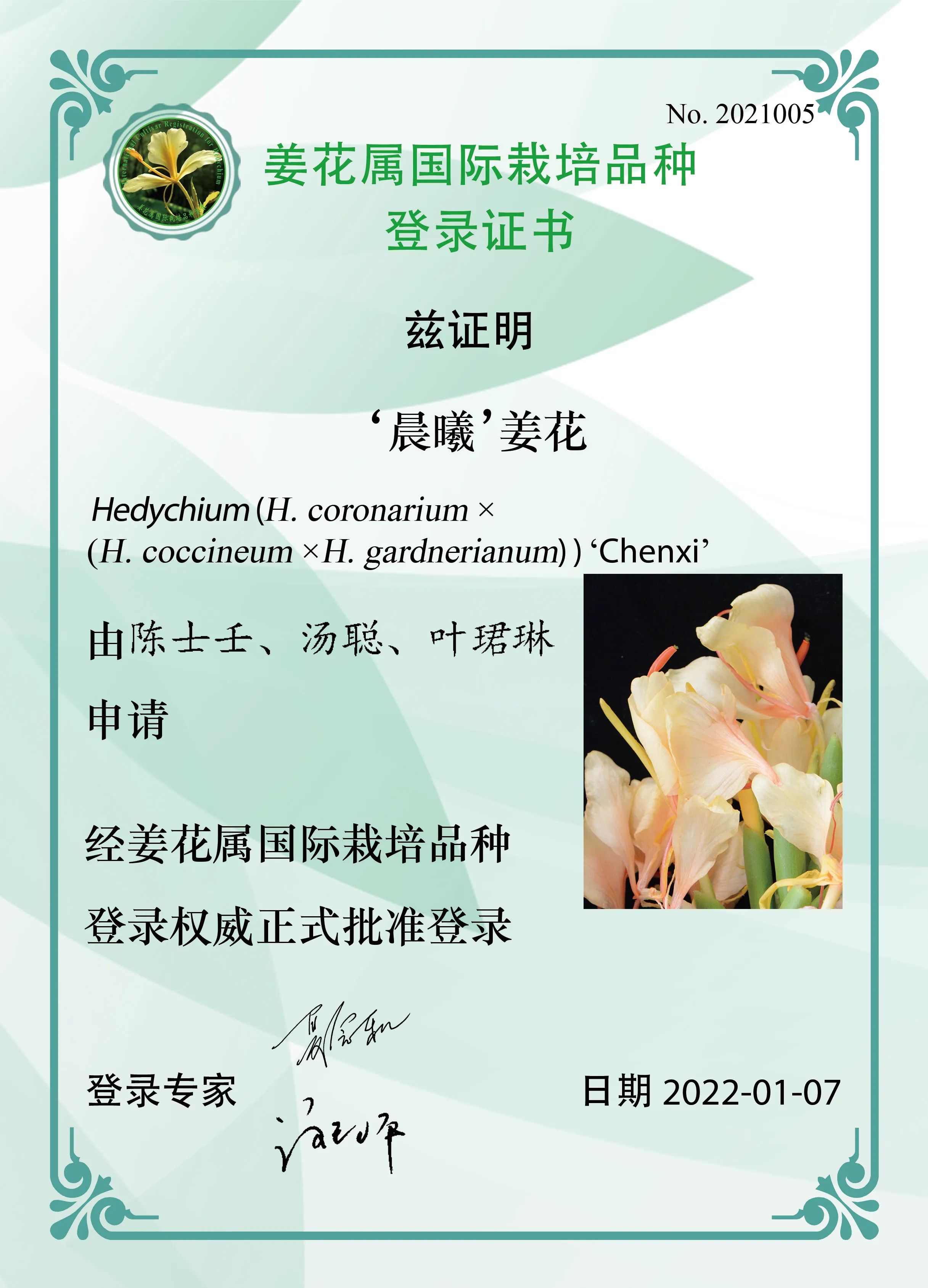 姜花属花卉新品种‘晨曦’