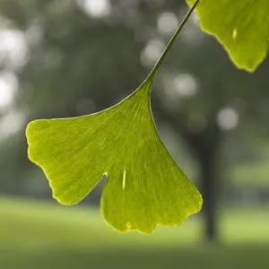 石碣镇经济发展局