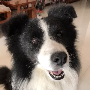 珠海市斗门区白蕉镇团委