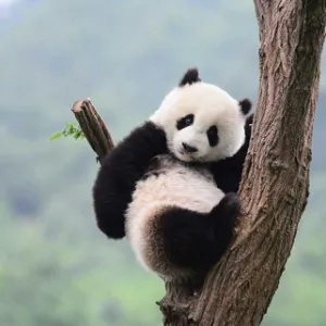 中国共产主义青年团五华县委员会